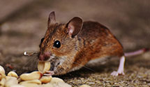 24 Hour & Emergency Exterminators in Newland, NC